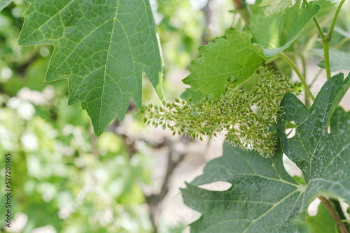 Close-up of flowering grape vine, grapes bloom in summer day
