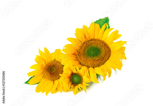 Fototapeta Naklejka Na Ścianę i Meble -  Several sunflowers together isolated on white background. Sunflower oil or seeds label banner