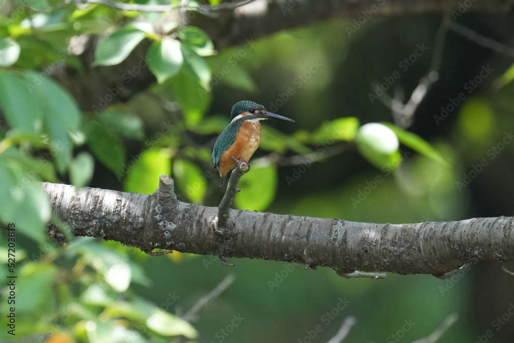 kingfisher in a forest kingfisher in a forest