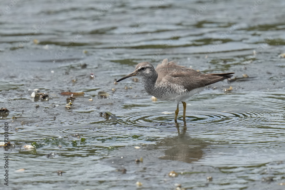 grey tailed tattler is in a seashore grey tailed tattler is in a seashore