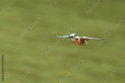 kingfisher in a forest