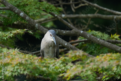 black crowned night heron on a branch
