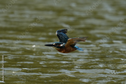 kingfisher in a forest © Matthewadobe