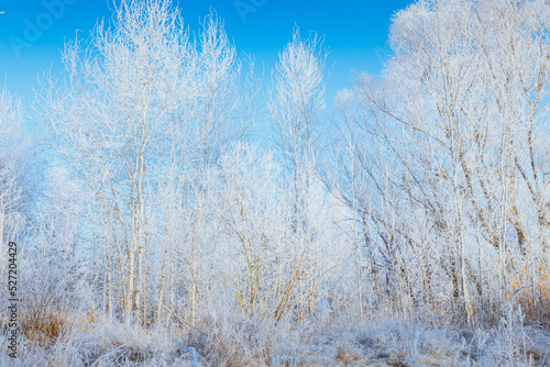 Trees, bushes, and dry grass are covered with white hoarfrost on a beautiful autumn foggy sunrise under a clear blue sky.