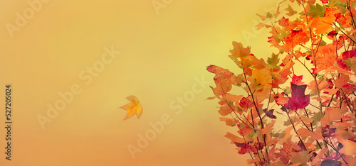 orange autumnal background with foliage of maple tree and one leaf falling