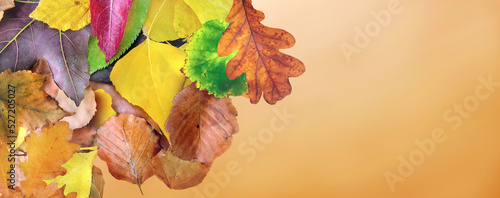 top view on colorful leaves on orange panoramic background