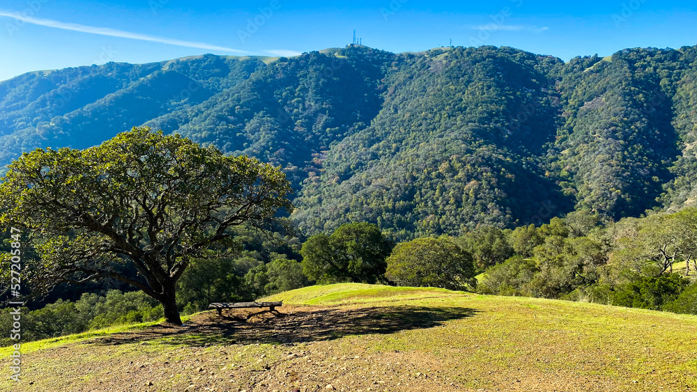 Obraz premium Beautiful scenic view of trees and sky in California public park