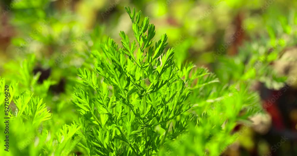 Green carrots while growing in the field, a field with green growing carrots in the summer season Green carrots while growing in the field, a field with green growing carrots in the summer season