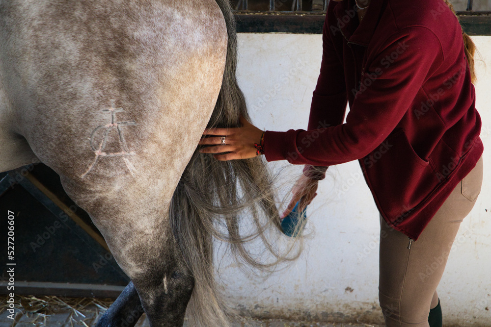 Detail of a woman's hands combing the tail of a Thoroughbred horse for the competition. Detail of a woman's hands combing the tail of a Thoroughbred horse for the competition.