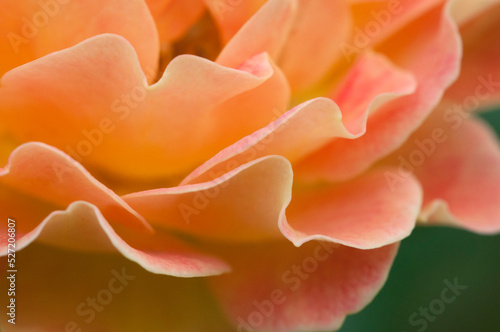 Rose flower fragment  macro shot