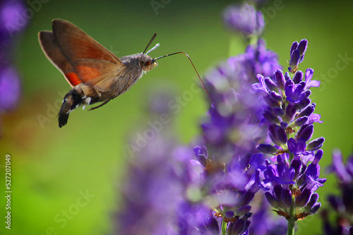 Hummingbird hawk-moth