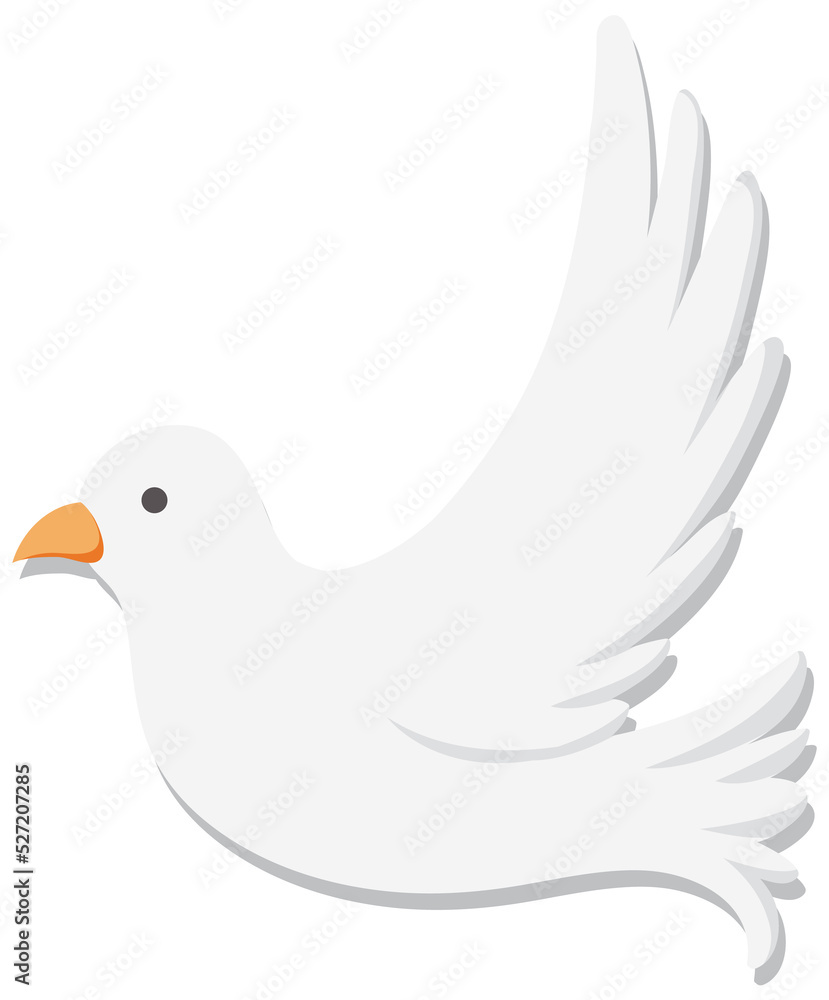 White dove bird isolated