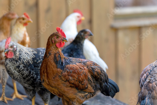 Free range chickens on a German farm in the summer