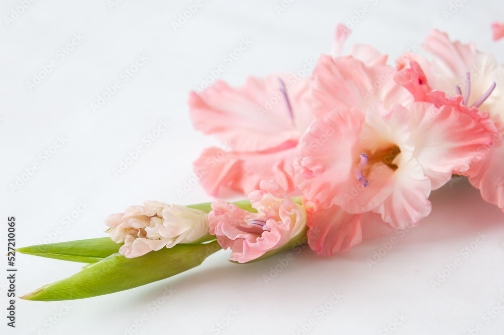 beautiful pink gladiolus flower on white background