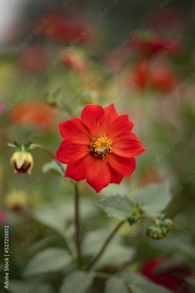 Photo of a red dahlia in a bee.
