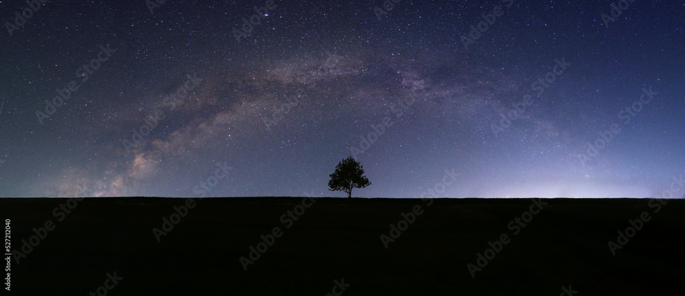 Fototapeta premium silhouette of a tree at night
