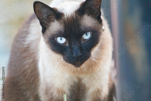 Fototapeta A siamese cat with blue eyes