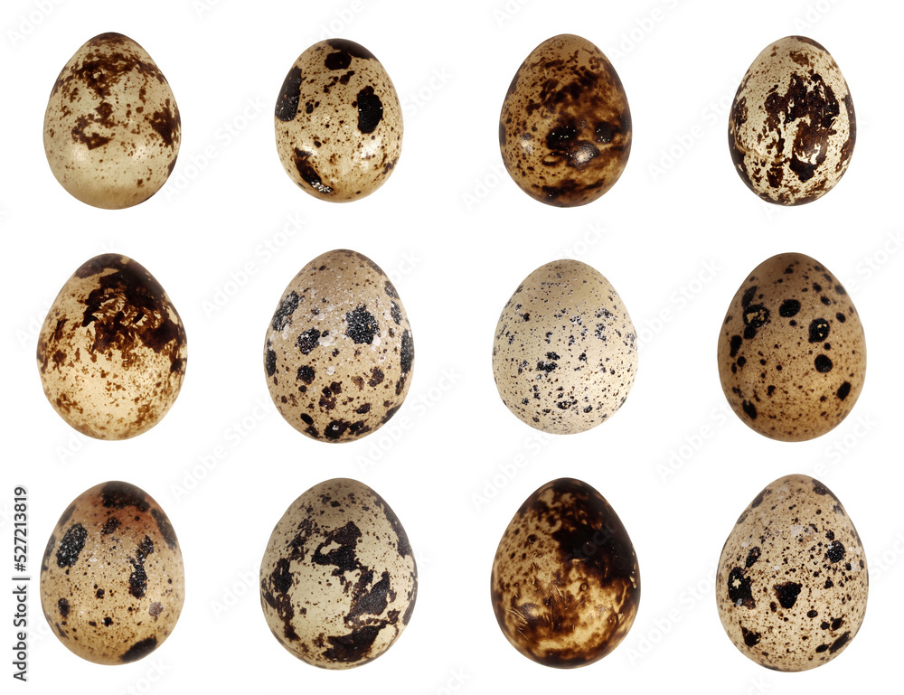 Obraz premium Quail eggs bird animal food isolated set on white background macro photo