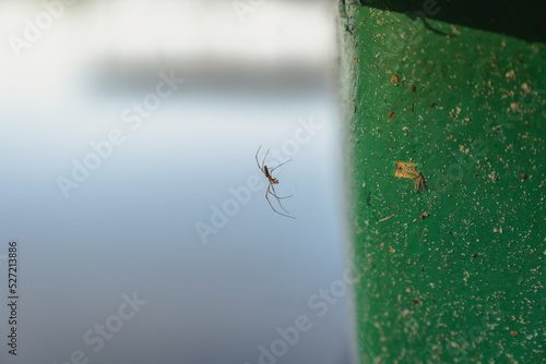 Spider on lake boat