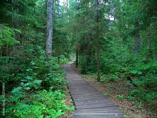 a plank-paved path in the forest