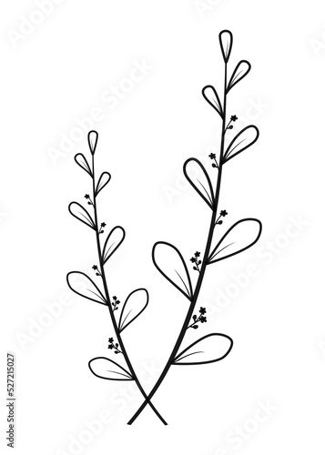 PNG. Black color doodle organic line art flower and leaf.