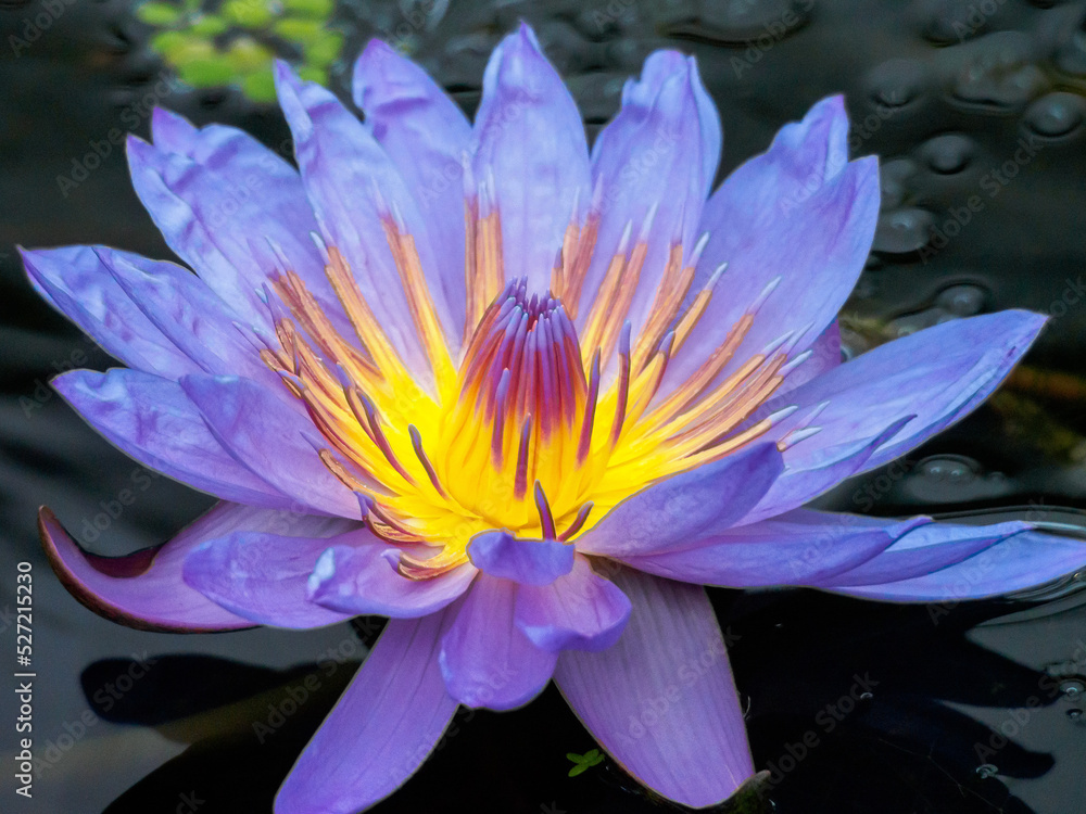 Close up of a purple waterlily