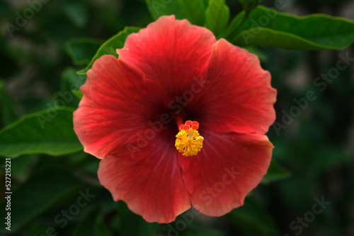 Beautiful Red hibiscus flower on a green background. In the tropical garden, Shallow DOF. selective focus.