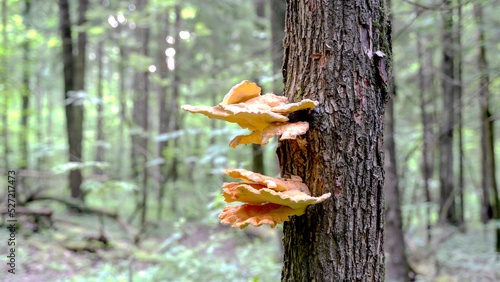Mushrooms growing on a tree trunk in the forest