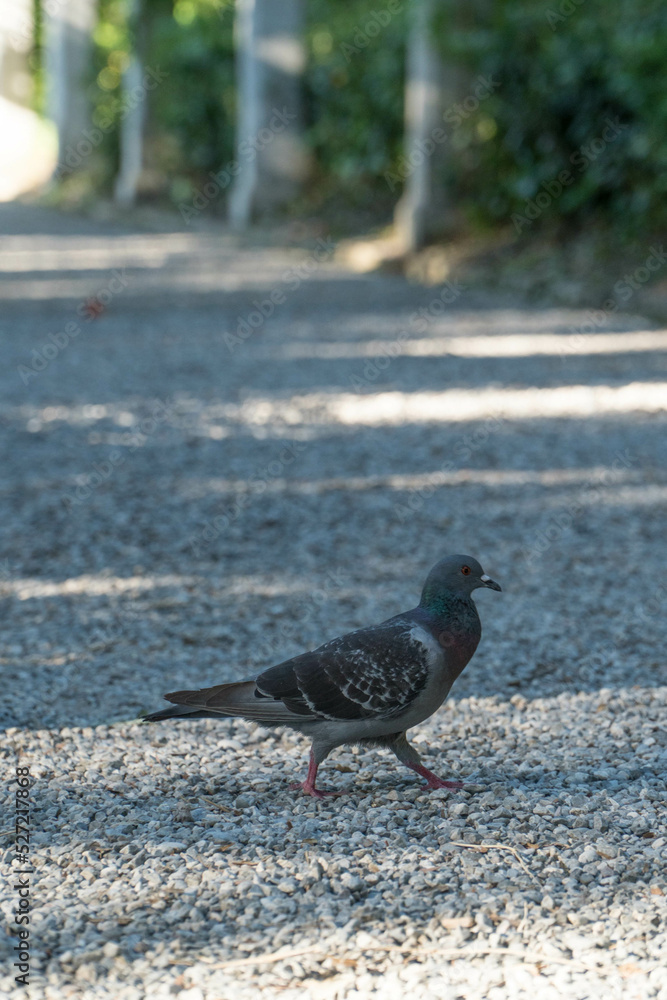 Obraz premium gołąbek