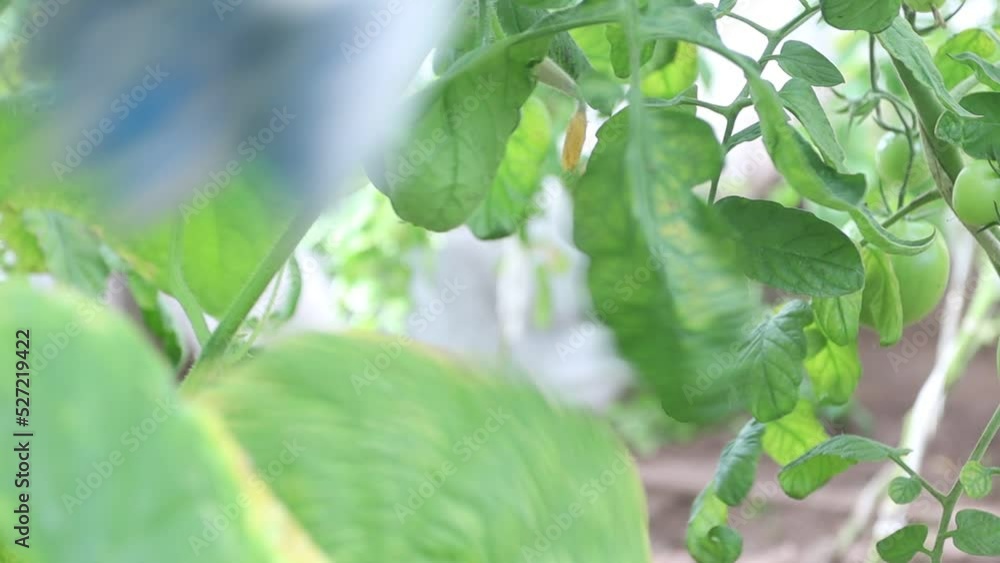 Harvesting organic cucumbers in greenhouse Harvesting organic cucumbers in greenhouse