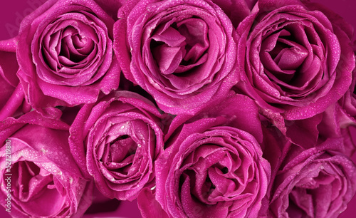 Pink rose flowers background. Roses background. Pink flowers wallpaper. © Inna Dodor