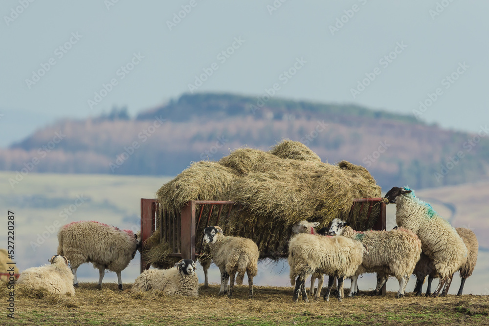 Fototapeta premium A mixed flock of Swaledale sheep and mule sheep feeding on open moorland from a red metal trough in early Spring. Yorkshire Dales, UK. Horizontal. Copy space