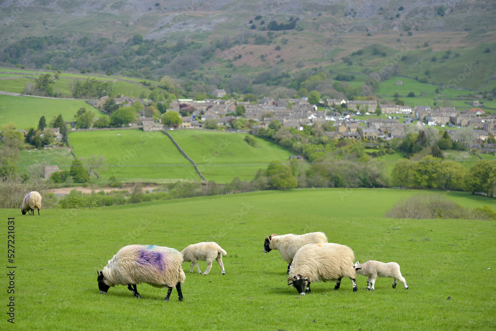 Lambs in Swaledale, Yorkshire Dales