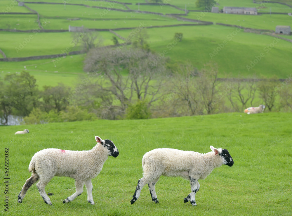 Fototapeta premium Lambs in Swaledale, Yorkshire Dales