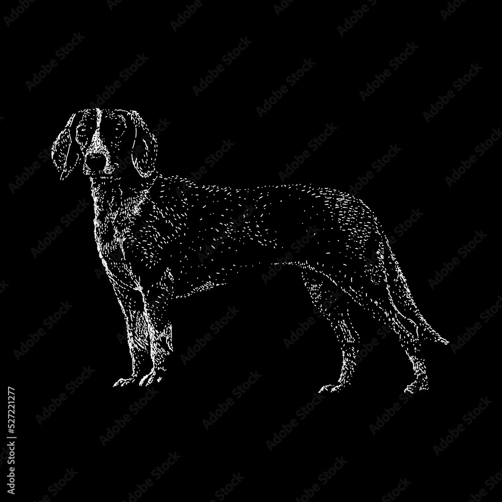 Deutsche Bracke hand drawing vector illustration isolated on black