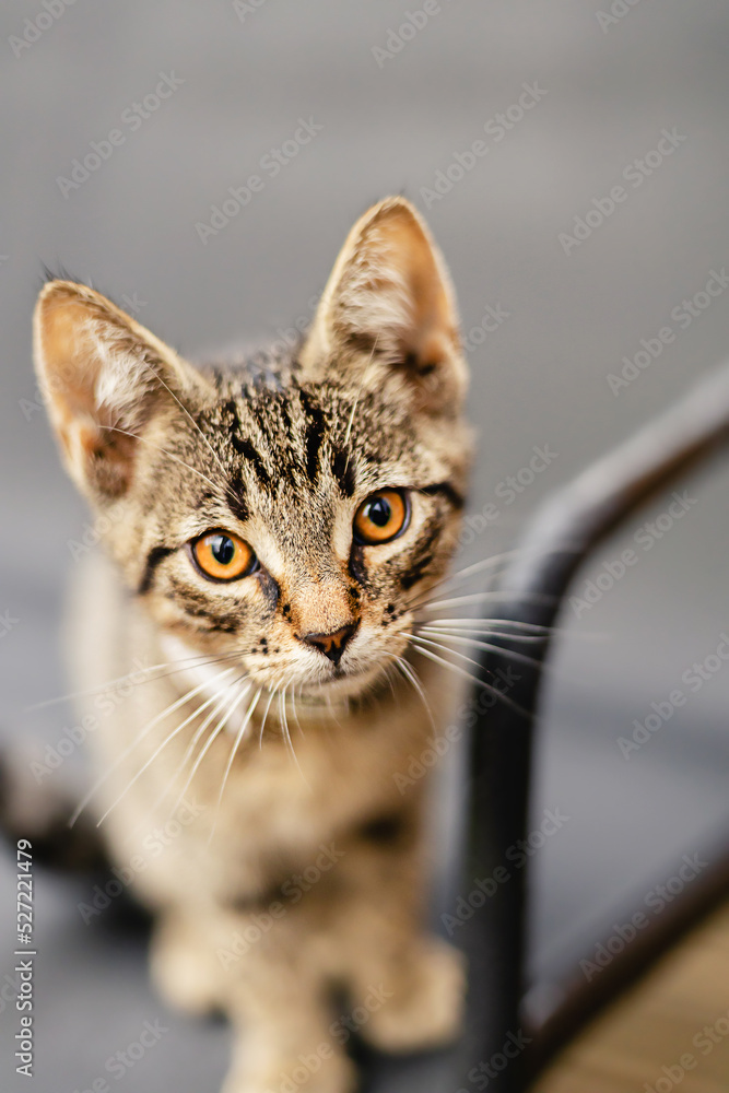 Portrait of a little cute gray striped kitten cat with bright yellow eyes looking straight at camera sitting outdoor on a rainy autumn day. Portrait of a little cute gray striped kitten cat with bright yellow eyes looking straight at camera sitting outdoor on a rainy autumn day.