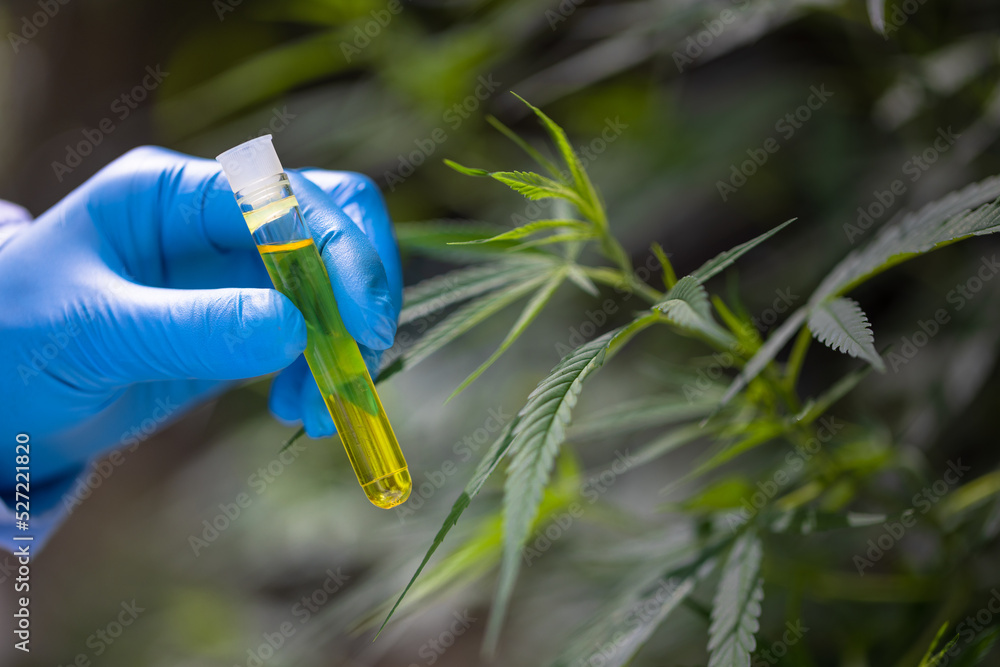 Naklejka premium CBD hemp oil, Hand holding bottle of Cannabis oil in pipette, The hands of scientists dropping marijuana oil for experimentation and research.