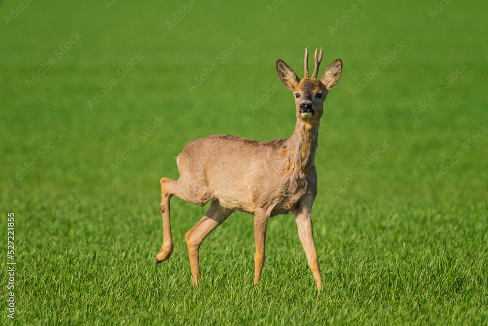 The roe deer (Capreolus capreolus), also known as the roe, western roe deer, or European roe, is a species of deer. The roe deer (Capreolus capreolus), also known as the roe, western roe deer, or European roe, is a species of deer.