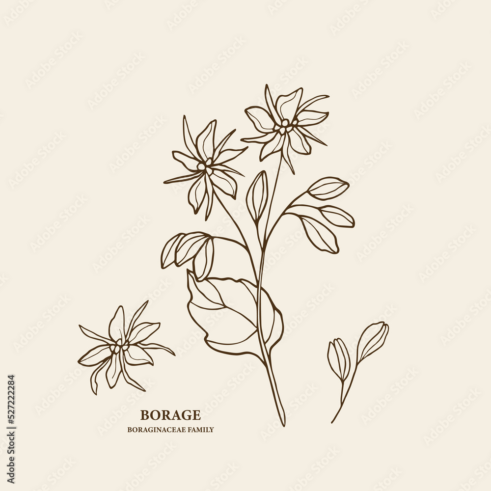 Φωτογραφία Hand drawn borage flower illustration
