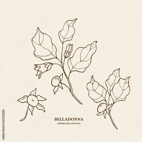Hand drawn belladonna plant illustration photo