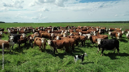 Wallpaper Mural Countryside farm, herd of brown cows and calves grazing in a green field, view from a height, organic. Torontodigital.ca