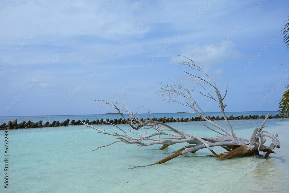 dead tree in sea