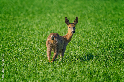 Fototapeta Naklejka Na Ścianę i Meble -  The roe deer (Capreolus capreolus), also known as the roe, western roe deer, or European roe, is a species of deer.