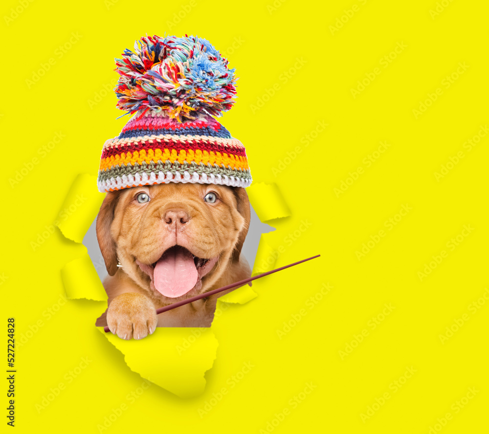 Happy Mastiff puppy wearing warm hat looking through a hole in yellow paper and pointing away on empty space