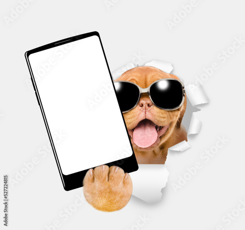 Fotografie Happy mastiff puppy wearing sunglasses holds big smartphone with white blank screen in it paw, showing close to camera through torn white paper hole