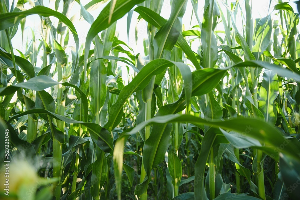 Green field of young corn under the sunlight Green field of young corn under the sunlight