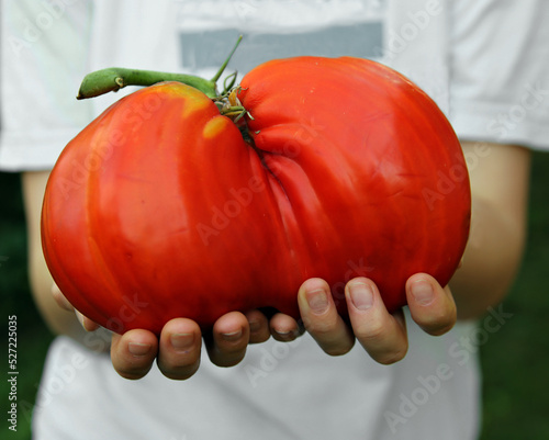 Huge red tomato in hands of girl