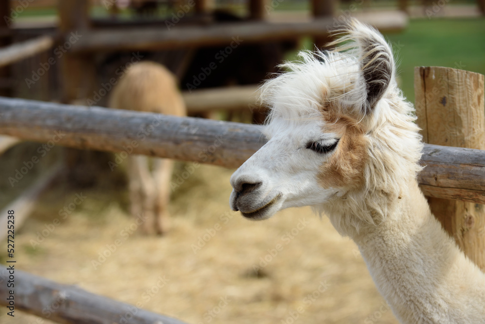 Obraz premium a white llama in a nature park on a sunny day