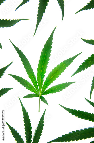 cannabis leaf on white background