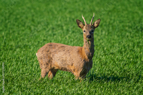 Wallpaper Mural The roe deer (Capreolus capreolus), also known as the roe, western roe deer, or European roe, is a species of deer. Torontodigital.ca